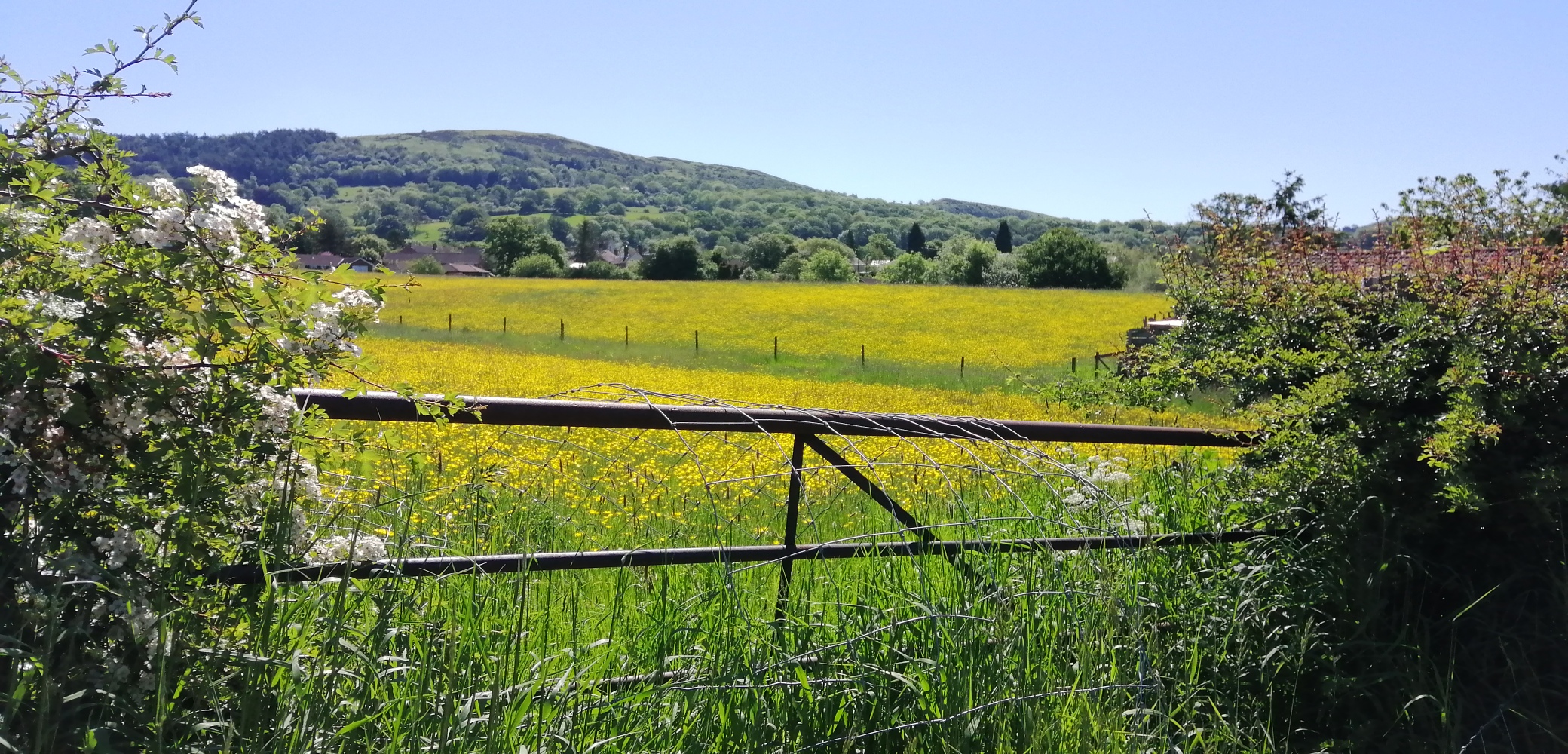 Grovesend%20Field%20210605