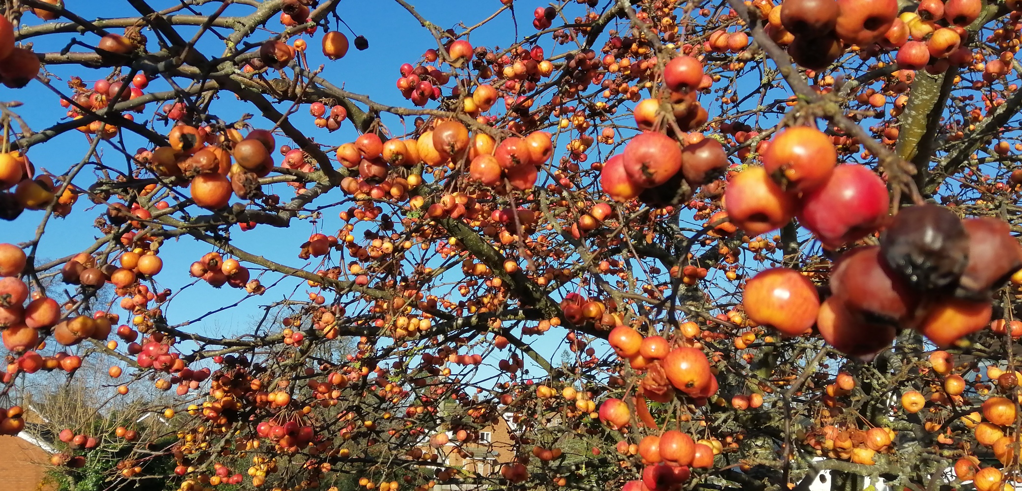 crab%20apples%20260102.jpeg